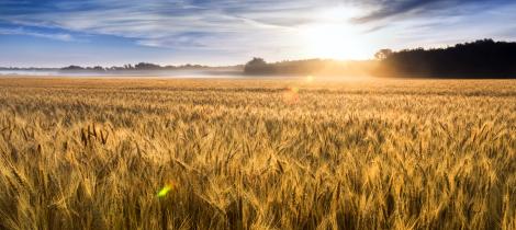 wheat field 