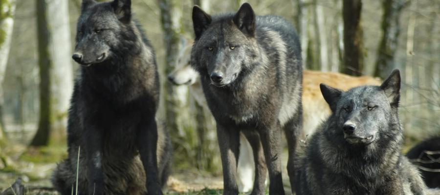 wolves