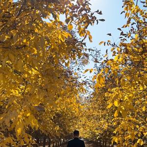 fall leaves 
