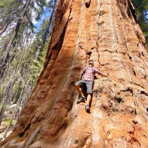 sequoia tree 