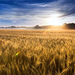 wheat field 